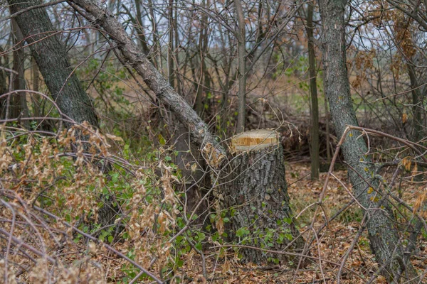 the barbarous destruction of shelter forests in the Ukrainian steppe. Zaporozhye region, Ukraine. November 2018
