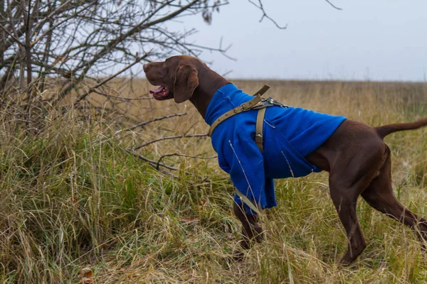 Jakt Hund Rasen Tyska Kurzhaar Jakt Region Zaporizjzja Ukraina November — Stockfoto