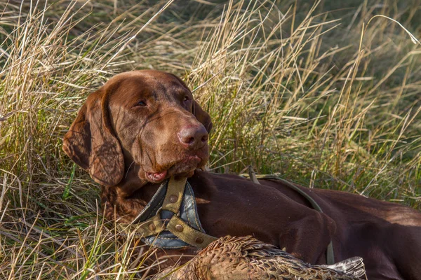 Jagdhundezucht Deutsche Kurzhaar Auf Der Jagd Zaporizhia Region Ukraine November — Stockfoto