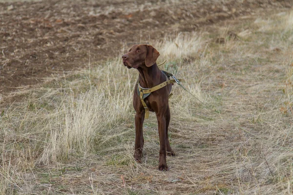 Jakt Hund Rasen Tyska Kurzhaar Jakt Region Zaporizjzja Ukraina November — Stockfoto