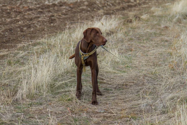avcılık köpek doğurmak Almanca Kurzhaar Ava. Zaporizhia bölgesi, Ukrayna. Kasım 2018