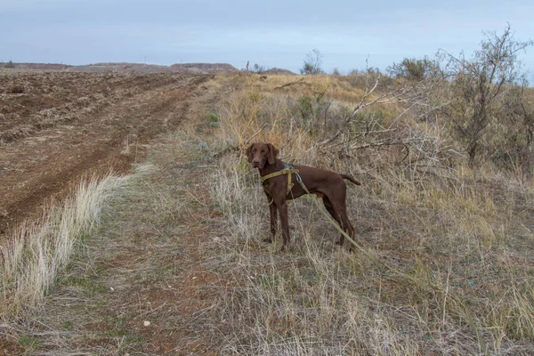 Jakt Hund Rasen Tyska Kurzhaar Jakt Region Zaporizjzja Ukraina November — Stockfoto