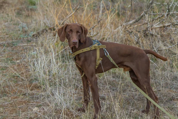 Jakt Hund Rasen Tyska Kurzhaar Jakt Region Zaporizjzja Ukraina November — Stockfoto