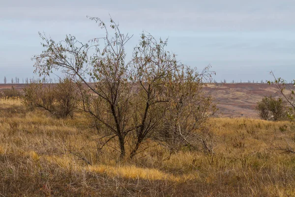 Tavrian bozkır korkunç frosts önce sıcak sonbahar son günlerinde. Zaporizhia bölgesi, Ukrayna. Kasım 2018