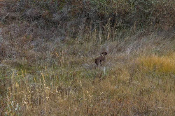 Tavrian bozkır korkunç frosts önce sıcak sonbahar son günlerinde. Zaporizhia bölgesi, Ukrayna. Kasım 2018