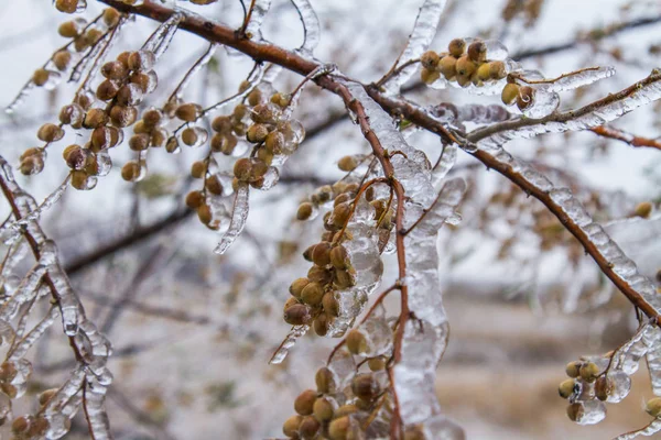 Loch Silver Ricoperto Ghiaccio Elaeagnus Commutata Pianta Specie Elaeagnus Famiglia — Foto Stock