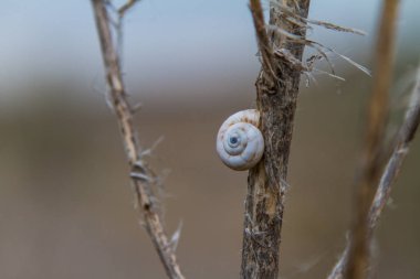 Xeropicta küçük hava nefes kara salyangoz, pulmonate gastropod yumuşakçalar Taurian bozkırlarında sonbaharda Hygromiidae ailesindeki bir cinsidir. Zaporozhye region, Ukrayna. Kasım 2018