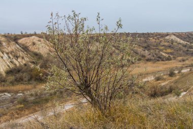Sonbahar Tavrian bozkır. Zaporizhia bölgesi, Ukrayna. Kasım 2018
