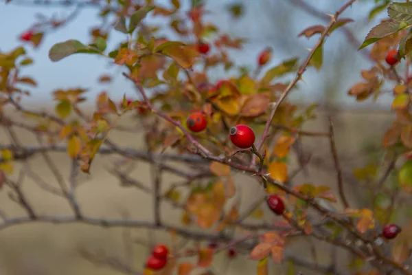 Rosehip Amadurecido Rosa Latina Gênero Plantas Família Rosaceae Rosales Estepe — Fotografia de Stock