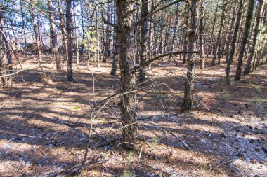 Ukraynalı kış orman 