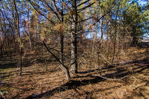 Hårda ukrainska vintern i skogen — Stockfoto