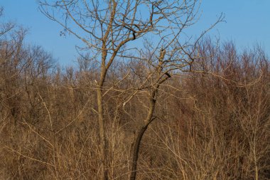 Kış Tavrian bozkır