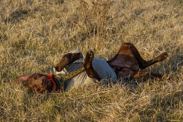 ドイツの kurzhaar の狩猟犬 — ストック写真