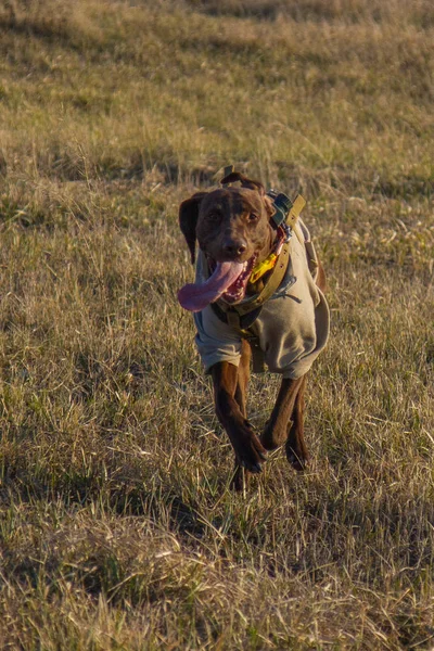 Deutsch kurzhaar, bir av köpeği — Stok fotoğraf