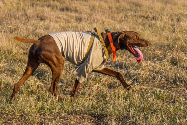 Ein Jagdhund der deutschen Kurzhaar — Stockfoto