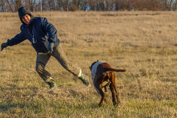 Deutsch kurzhaar, bir av köpeği — Stok fotoğraf