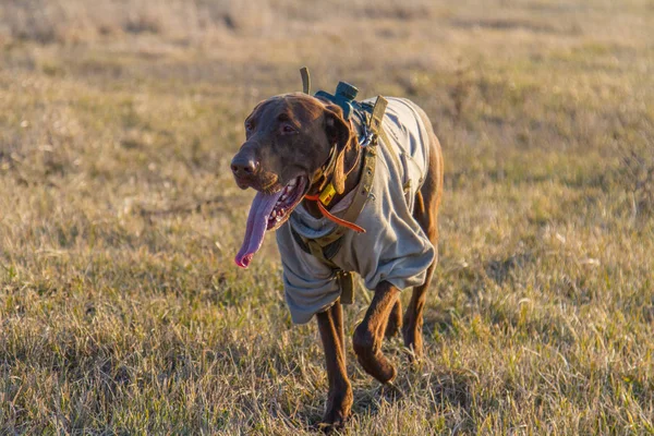 ドイツの kurzhaar の狩猟犬 — ストック写真