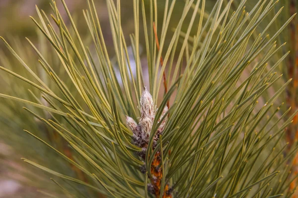 Pine cones - a typical genus of conifers — Stock Photo, Image