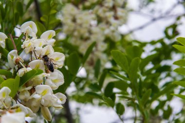 Arı pollinating akasya çiçekler