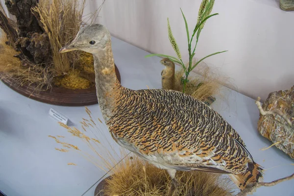 Den Bustard är en stor fågel i familjen av Bustard. — Stockfoto