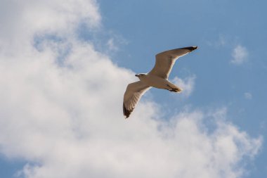 Kurortnoye-kentsel yerleşim