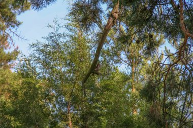 Yalnız bir serçe bir dala oturur.