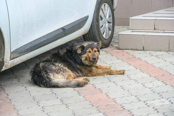 Sad lonely dog on a city street