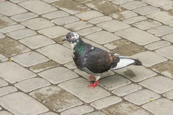 Gatorna i Kharkov. — Stockfoto