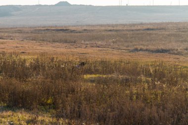 Kış Tavrian bozkır
