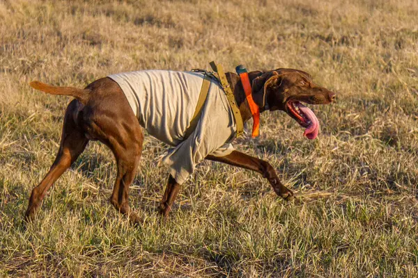 ドイツの kurzhaar の狩猟犬 — ストック写真