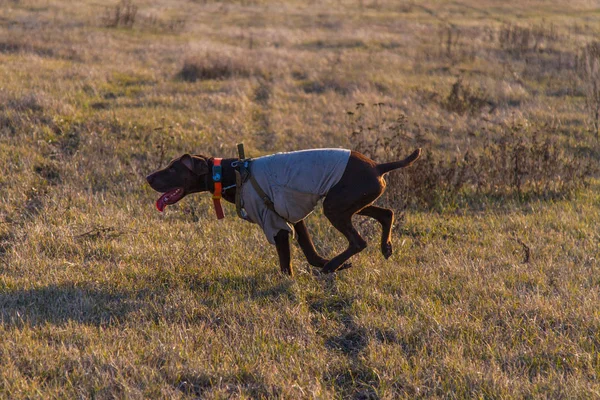 A hunting dog of the deutsch kurzhaar — Stock Photo, Image