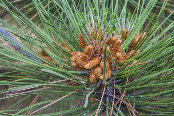 Kegels op een pine — Stockfoto