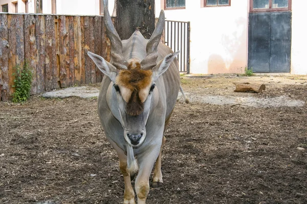 Parque zoológico do estado de Kharkiv Fotos De Bancos De Imagens