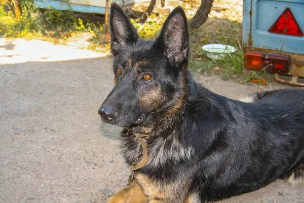 Joyful dog of the East European breed