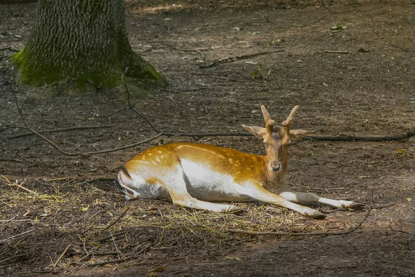 Parque zoológico do estado de Kharkiv — Fotografia de Stock