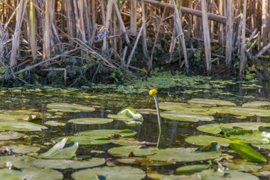 Dinyeper Nehri 'ni sel basıyor.