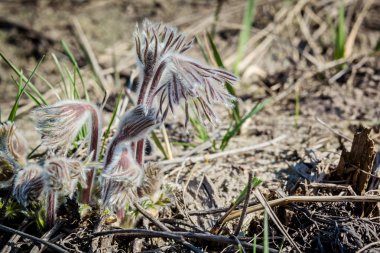 Wild spring flowers - Pulsatilla praten clipart