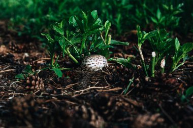 Beyaz mantar ile kahverengi lekeler - Chlorophyllum molybdites. Poisonous ormanda mantar