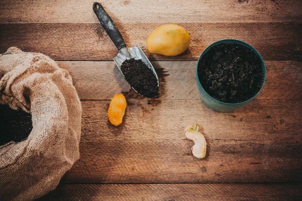 Výsadba Mango Stromu Semen Hrnci — Stock fotografie