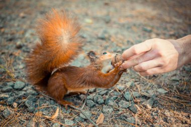 Parkta dostu sincap bir deli bir insan elinden alır