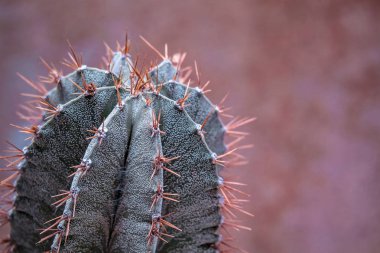 Closeup Astrophytum kaktüs doku arka plan