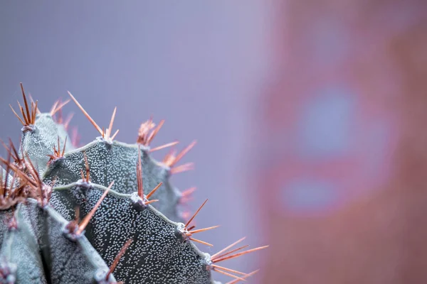 Closeup Astrophytum Cactus Texture Background — Stock Photo, Image