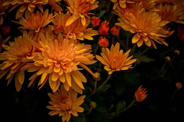 Crisantemo Giallo Primo Piano — Foto Stock