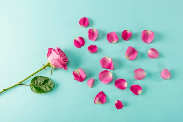 Вид Зверху Красива Рожева Квітка Троянди Пелюстками Синьому Стокове Фото