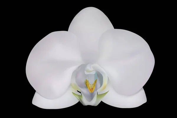 Orchidea kwiat kwitnąć wektor. Różowy storczyk na czarnym tle. — Wektor stockowy