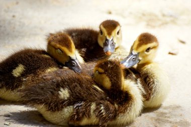 Grup göl kıyısında bir dinlenme sahip şirin küçük ördek yavrusu