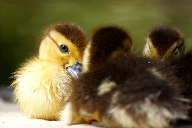 Grup göl kıyısında bir dinlenme sahip şirin küçük ördek yavrusu