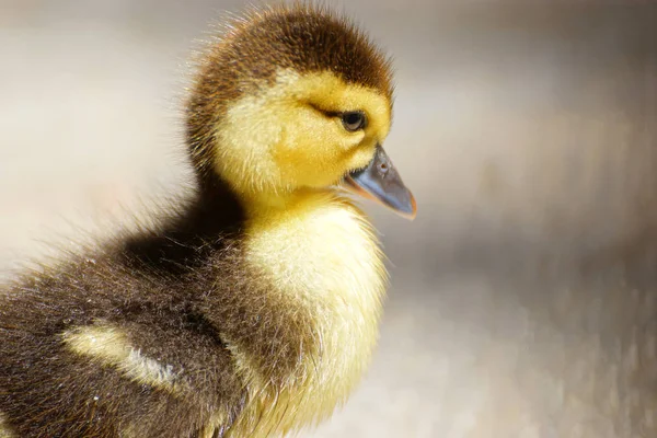 Mignon Petit Canard Debout Dans Une Côte Lac — Photo