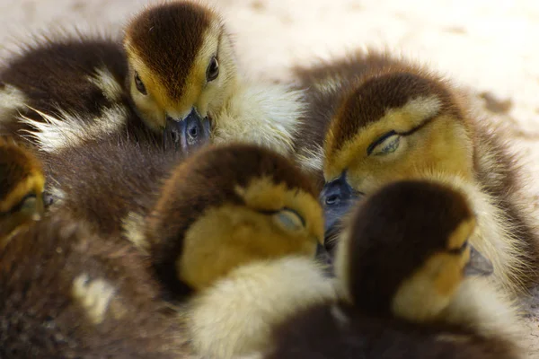 Grupa Cute Little Kaczki Odpoczynku Wybrzeżu Jeziora — Zdjęcie stockowe