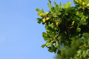 Meşe palamutları meşe dalları üzerinde mavi gökyüzü arka plan üzerinde